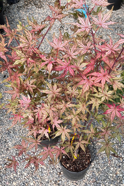 Celebration Rare Pink Variegated Japanese Maple Acer Palmatum Tree - Live Plant