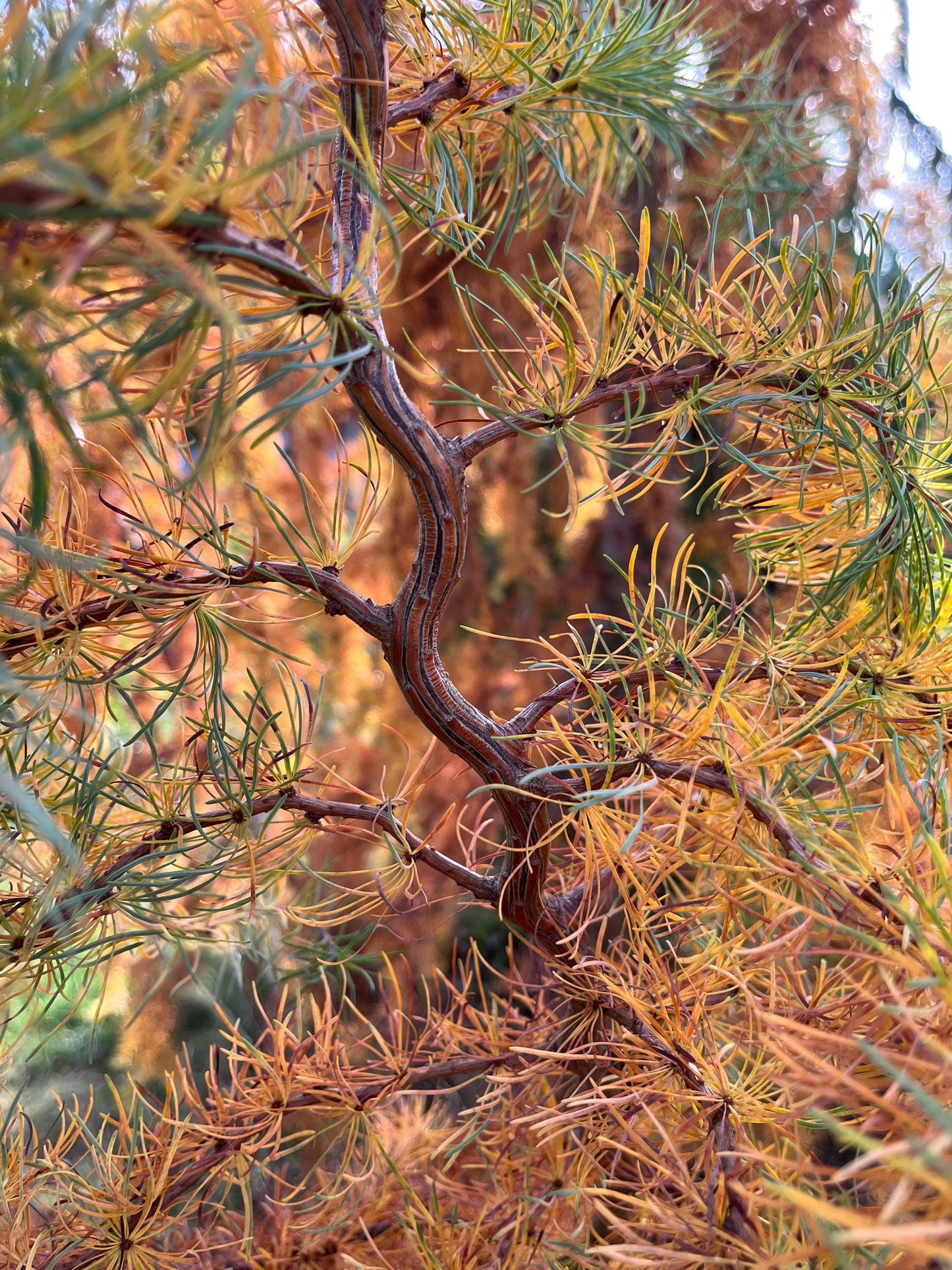 Hortstmann's Recurved Contorted European Larch, Unique Twisted Branches - Live Plant