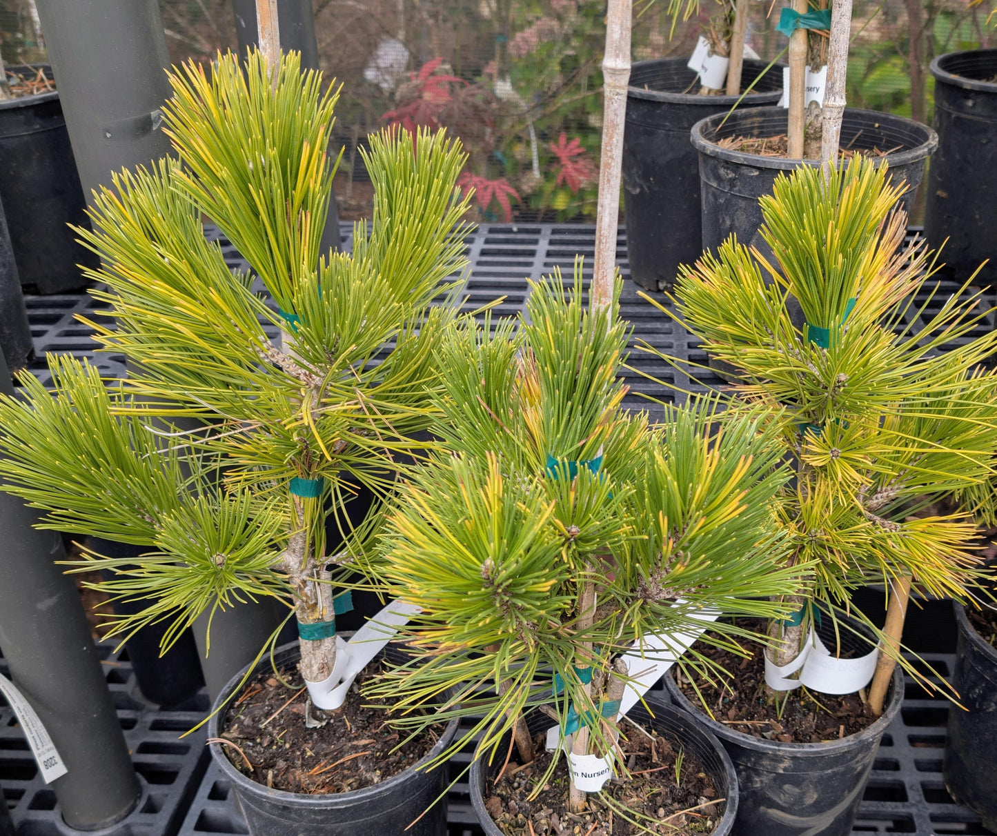 Gold Splash Bosnian Pine, Very Rare Variegated Pinus Leucodermis - Live Plant