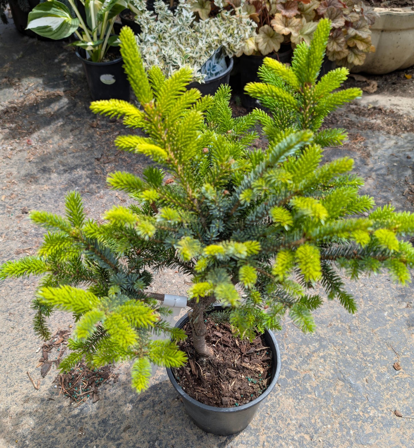 Howell’s Dwarf Tigertail Spruce, Picea Bicolor Conifer,  Unique Purple Cones - Live Plant