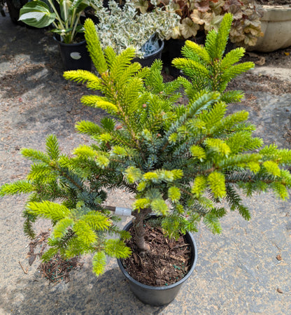 Howell’s Dwarf Tigertail Spruce, Picea Bicolor Conifer,  Unique Purple Cones - Live Plant