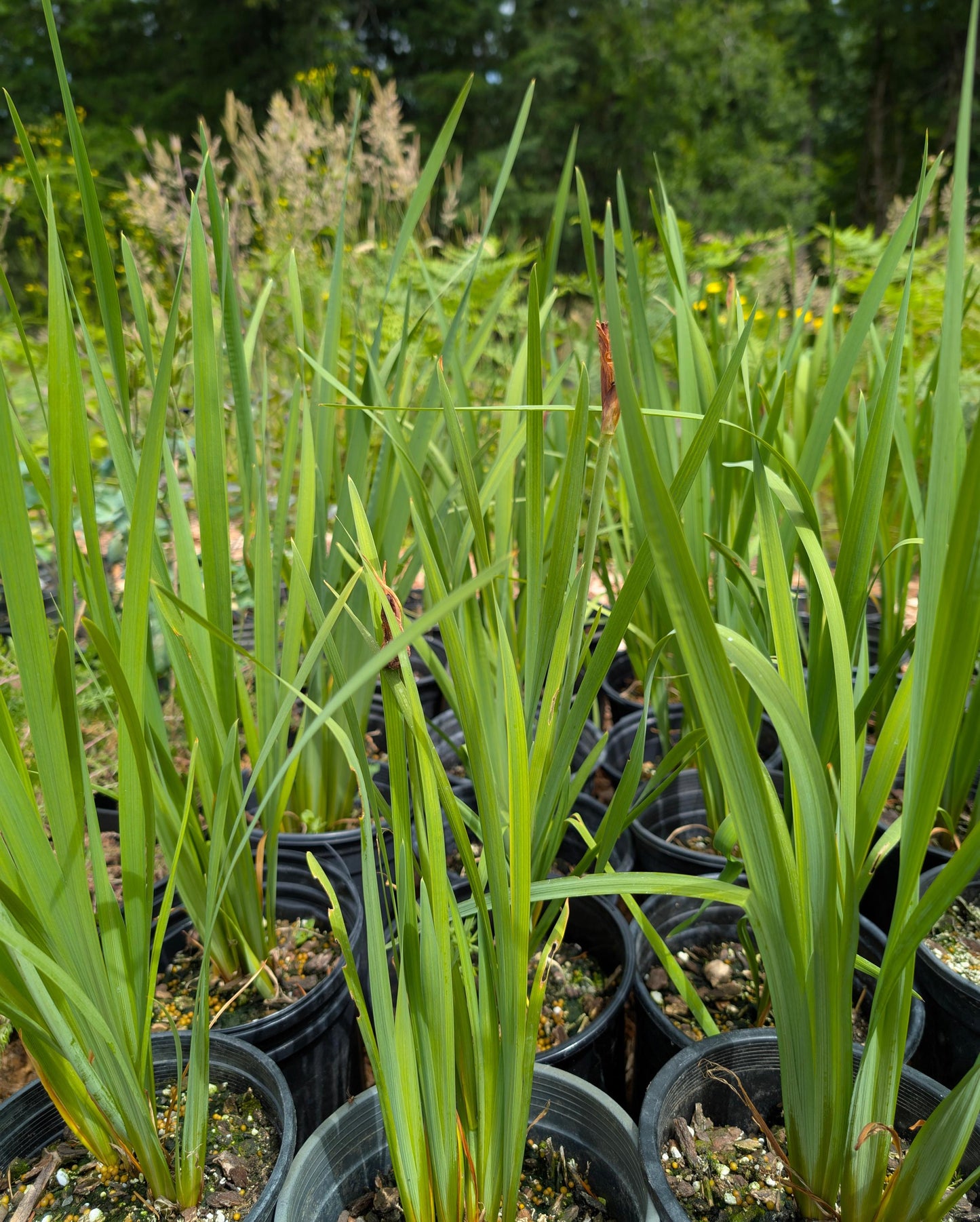 Miss Apple Siberian Iris, Magenta-Purple Award Winning Perennial - Live Plant