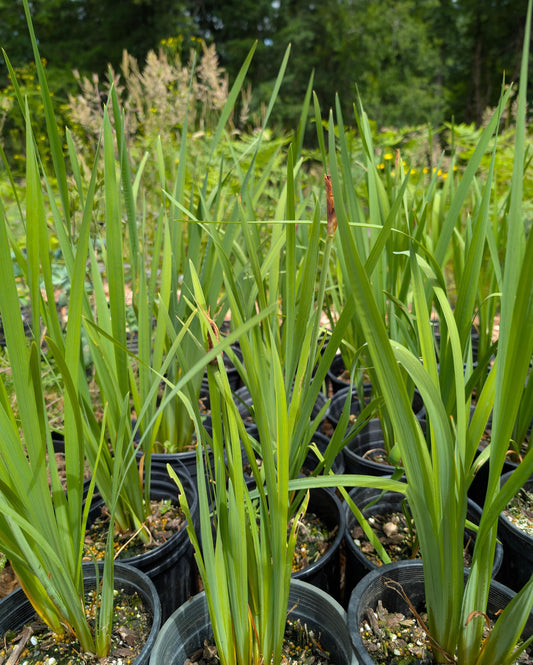 Miss Apple Siberian Iris, Magenta-Purple Award Winning Perennial - Live Plant