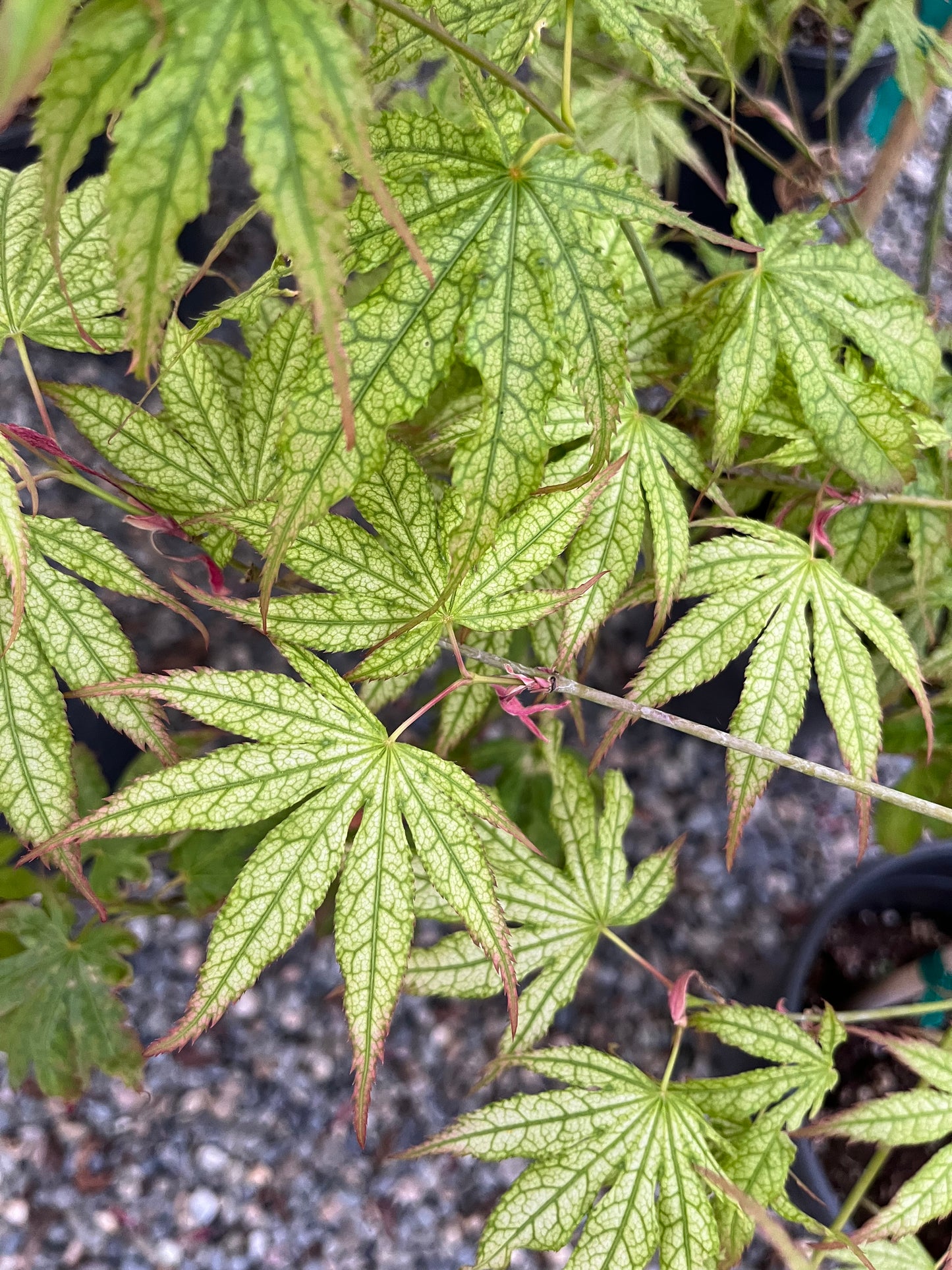 Peaches and Cream Japanese Maple, Pink Cream Variegated Acer Palmatum - Live Plant