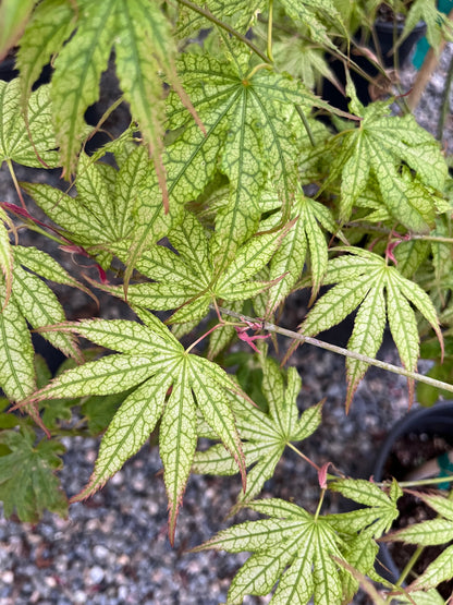 Peaches and Cream Japanese Maple, Pink Cream Variegated Acer Palmatum - Live Plant