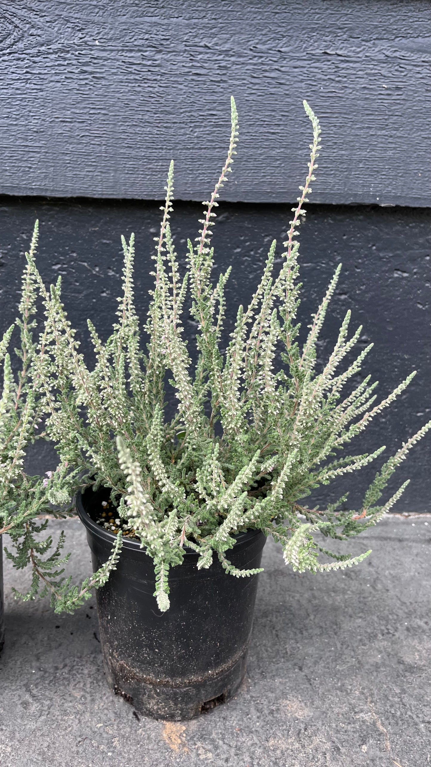 Silver Knight Heather, Lavender Blooms, Hardy Evergreen Shrub - Live Plant