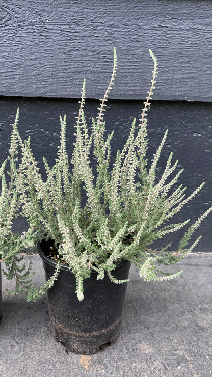 Silver Knight Heather, Lavender Blooms, Hardy Evergreen Shrub - Live Plant