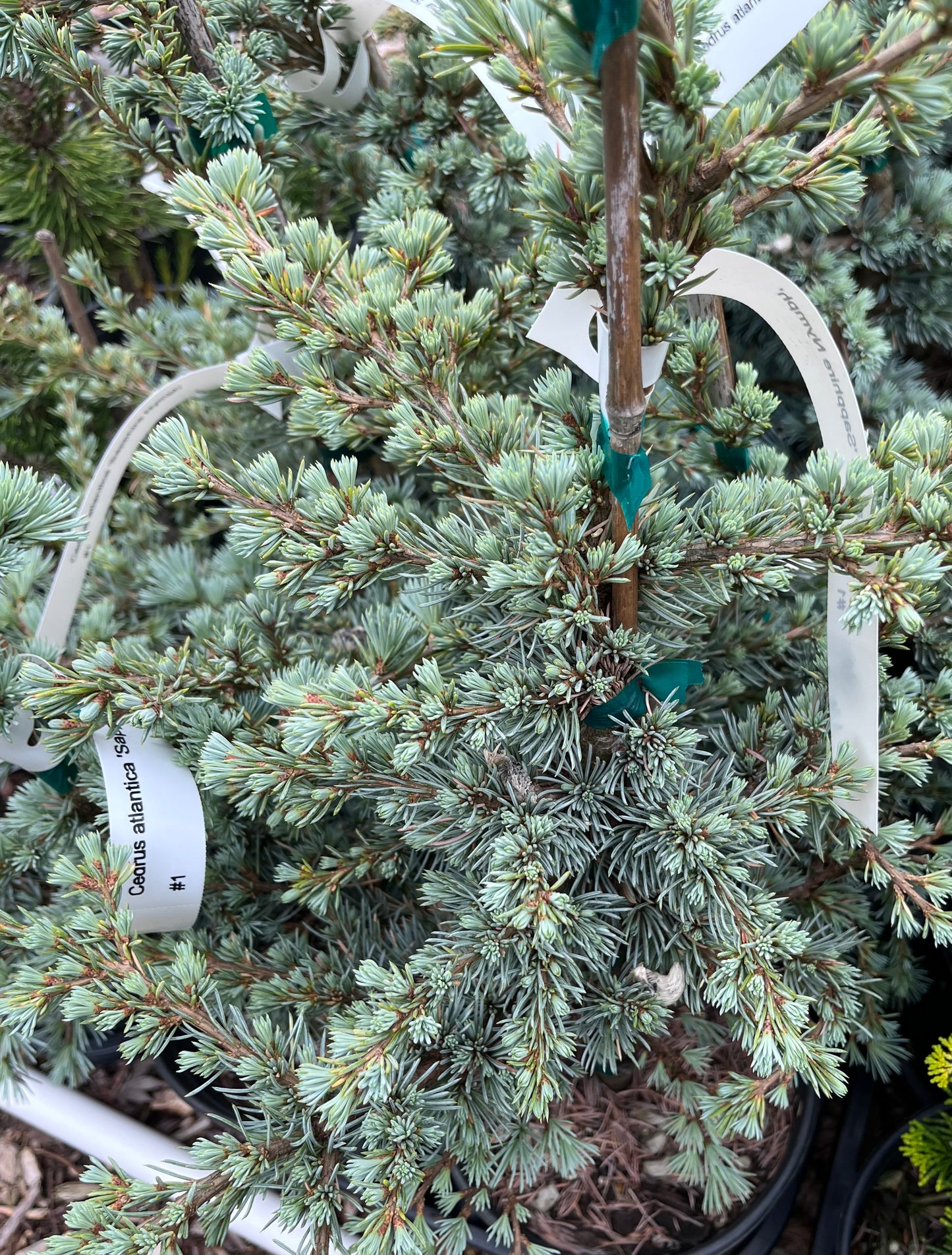 Sapphire Nymph Dwarf Blue Atlas Cedar Tree, Rare Collector Conifer - Live Plant