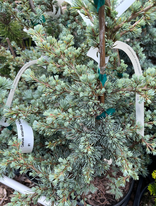 Sapphire Nymph Dwarf Blue Atlas Cedar Tree, Rare Collector Conifer - Live Plant