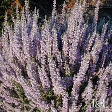 Silver Knight Heather, Lavender Blooms, Hardy Evergreen Shrub - Live Plant