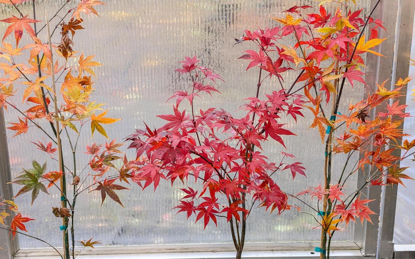 Omato Japanese Maple, Upright Vase Form, Bold Fall Color - Live Plant