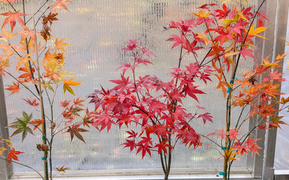 Omato Japanese Maple, Upright Vase Form, Bold Fall Color - Live Plant