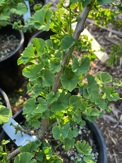 Troll Rare Dwarf Ginkgo, Deciduous Conifer Shrub, Collector Tree - Live Plant