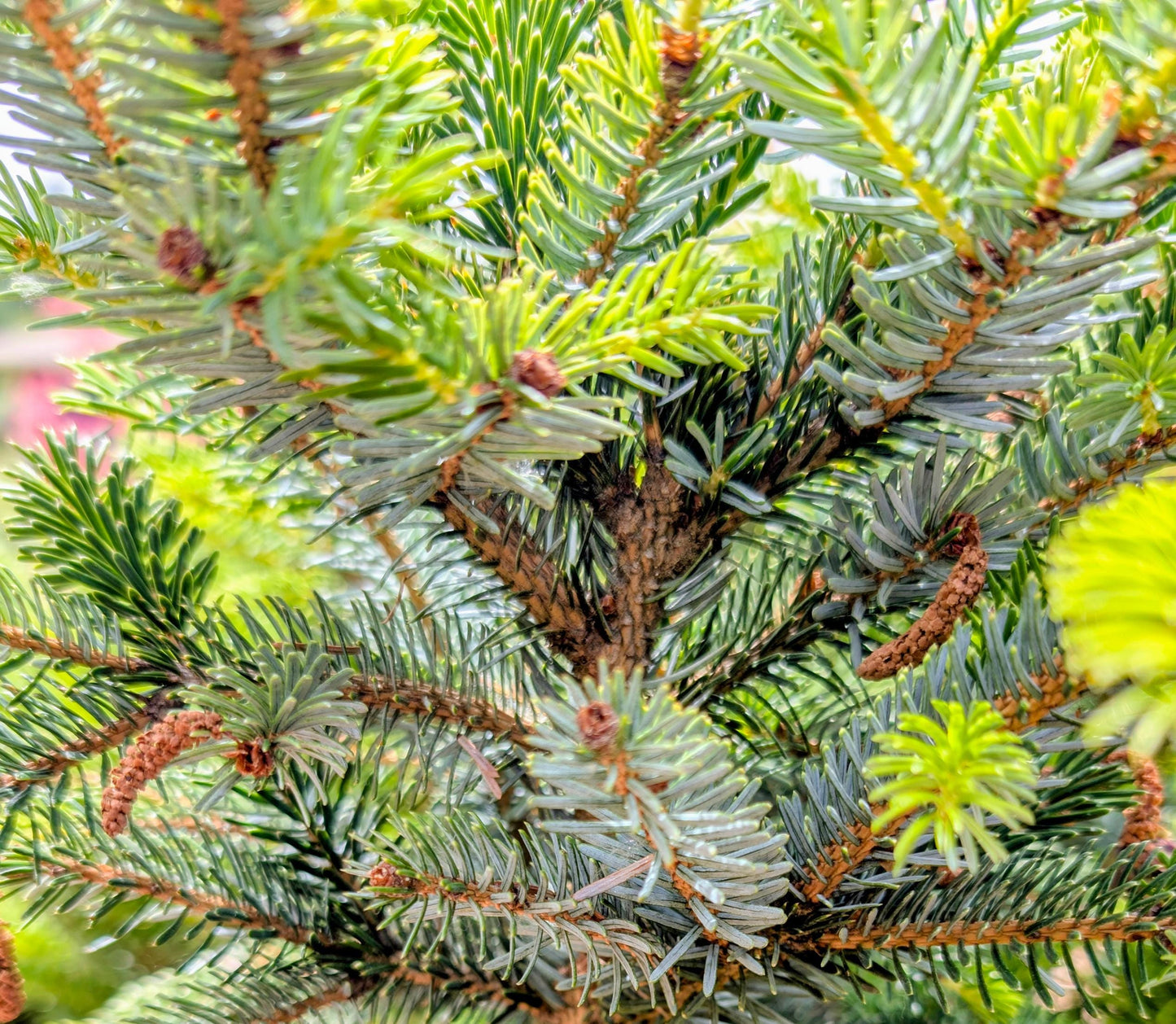 Howell’s Dwarf Tigertail Spruce, Picea Bicolor Conifer,  Unique Purple Cones - Live Plant