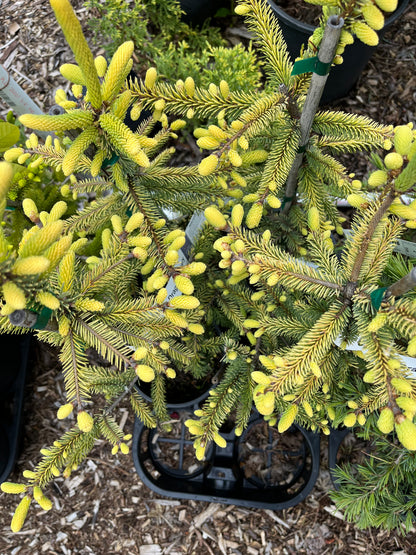 Aureovariegata Variegated Golden Black Hills Spruce Conifer Tree - Live Plant
