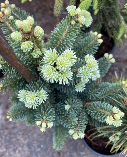 Glauca Compacta Dwarf Blue Rocky Mountain Subalpine Corkbark Fir Tree - Live Plant