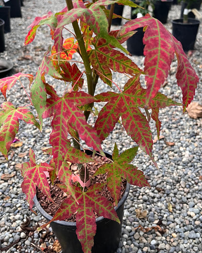 Mystic Jewel Japanese Maple Tree, Heat Tolerant Acer Oliverianum - Live Plant
