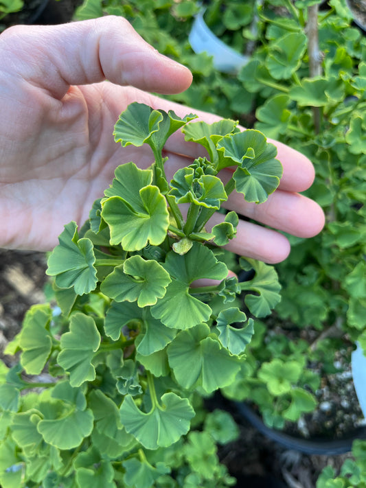 Troll Rare Dwarf Ginkgo, Deciduous Conifer Shrub, Collector Tree - Live Plant