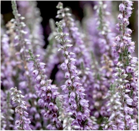 Silver Knight Heather, Lavender Blooms, Hardy Evergreen Shrub - Live Plant