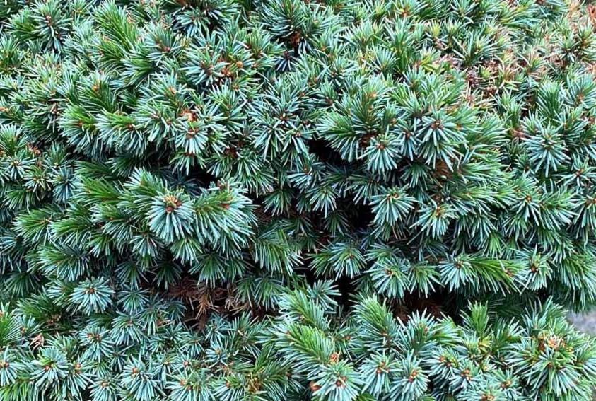 Pimoko Dwarf Serbian Spruce, Picea Omorika Compact Round Evergreen Conifer - Live Plant