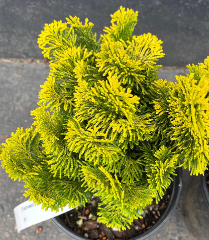 Nana Lutea Golden Hinoki Cypress, Dwarf Pre-Bonsai Conifer - Live Plant