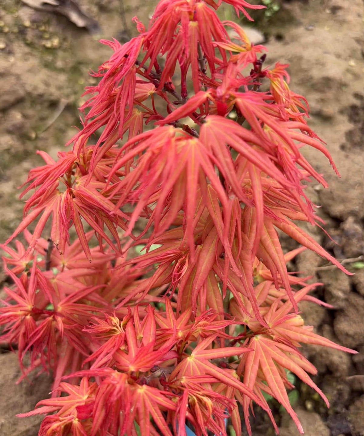 Red Mikawa RARE Japanese Maple, Mikawa Family Collection GRAFTED - Live Plant