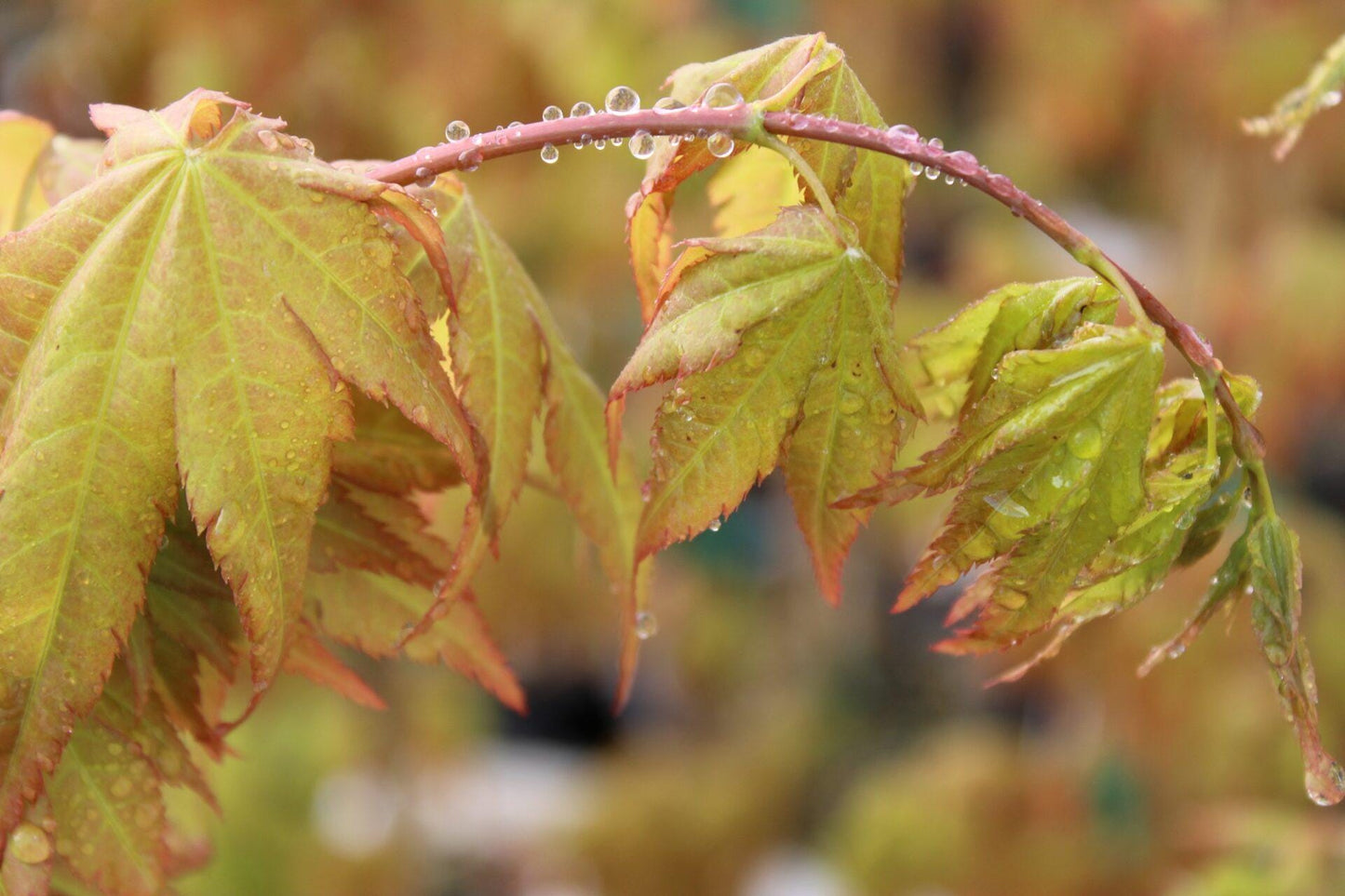 Sunny Dwarf Golden Full Moon Japanese Maple Tree - Live Plant