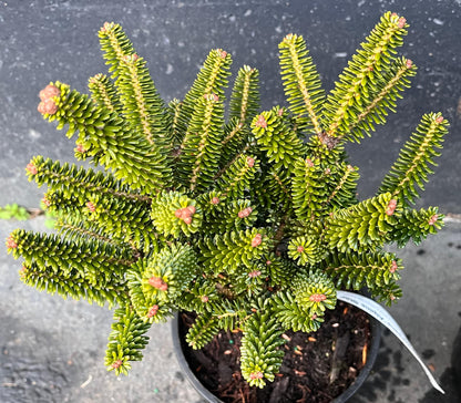 Alpine Star Korean Fir, Miniature Abies Koreana Rare Evergreen Conifer - Live Plant