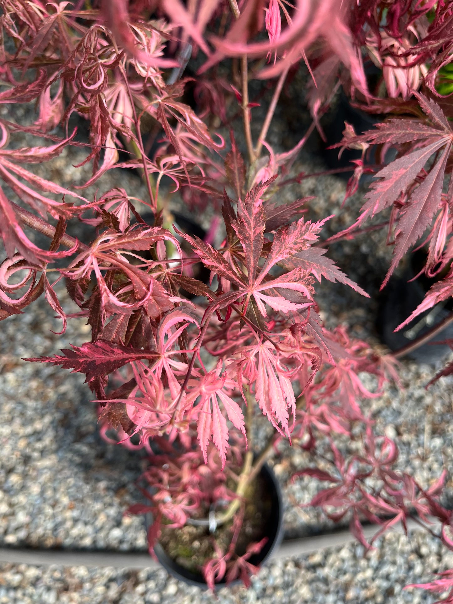 Lileeanne's Jewel Japanese Maple, Rare Variegated Acer Palmatum - Live Plant