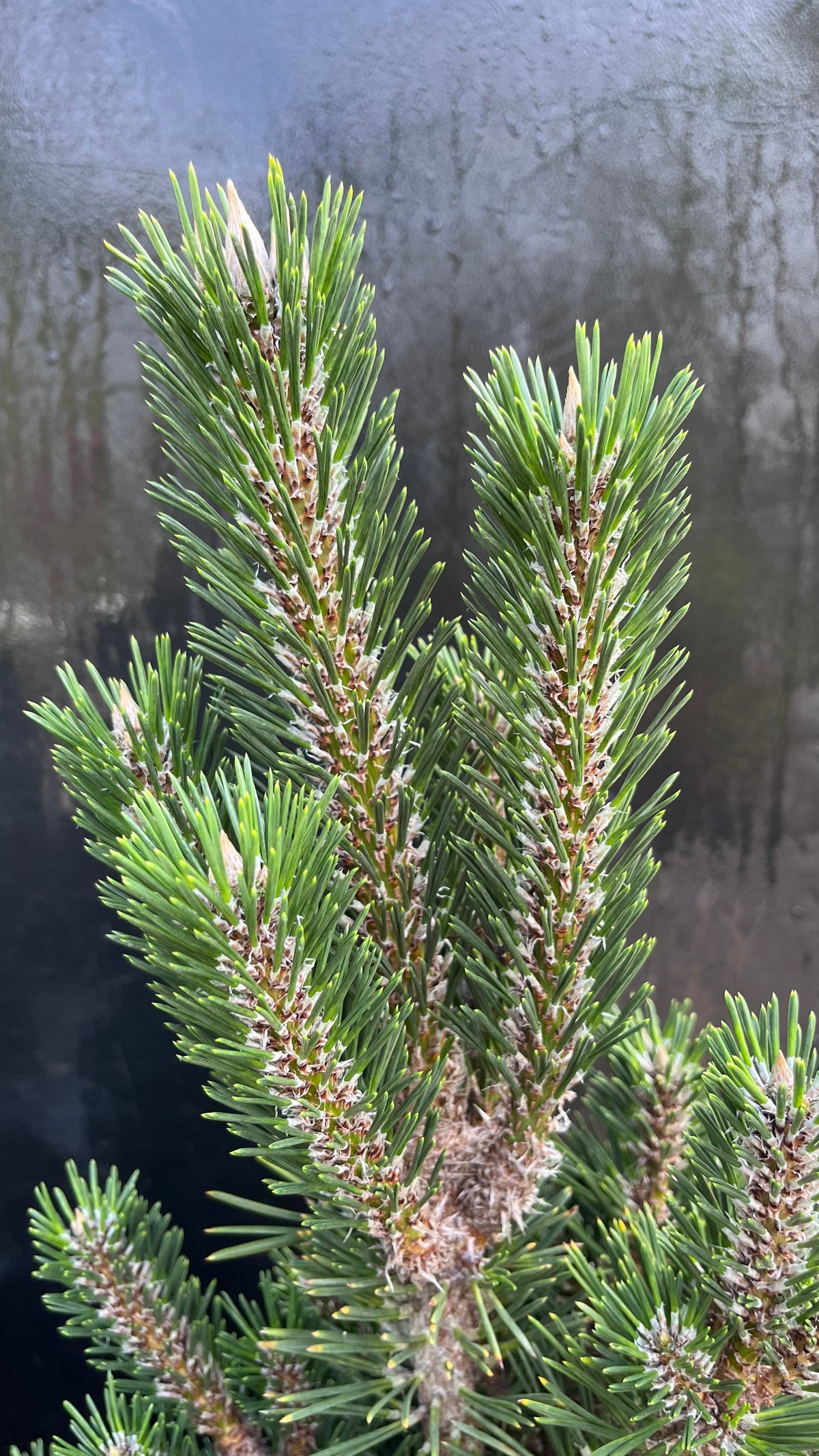 Kotobuki Dwarf Japanese Black Pine, Bonsai Starter Conifer Tree - Live Plant