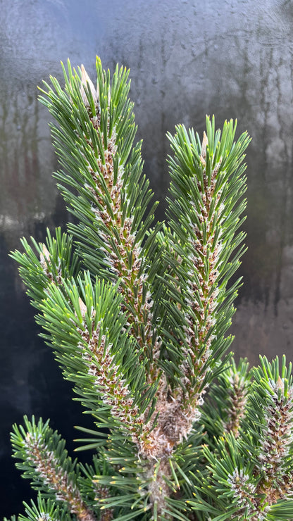 Kotobuki Dwarf Japanese Black Pine, Bonsai Starter Conifer Tree - Live Plant