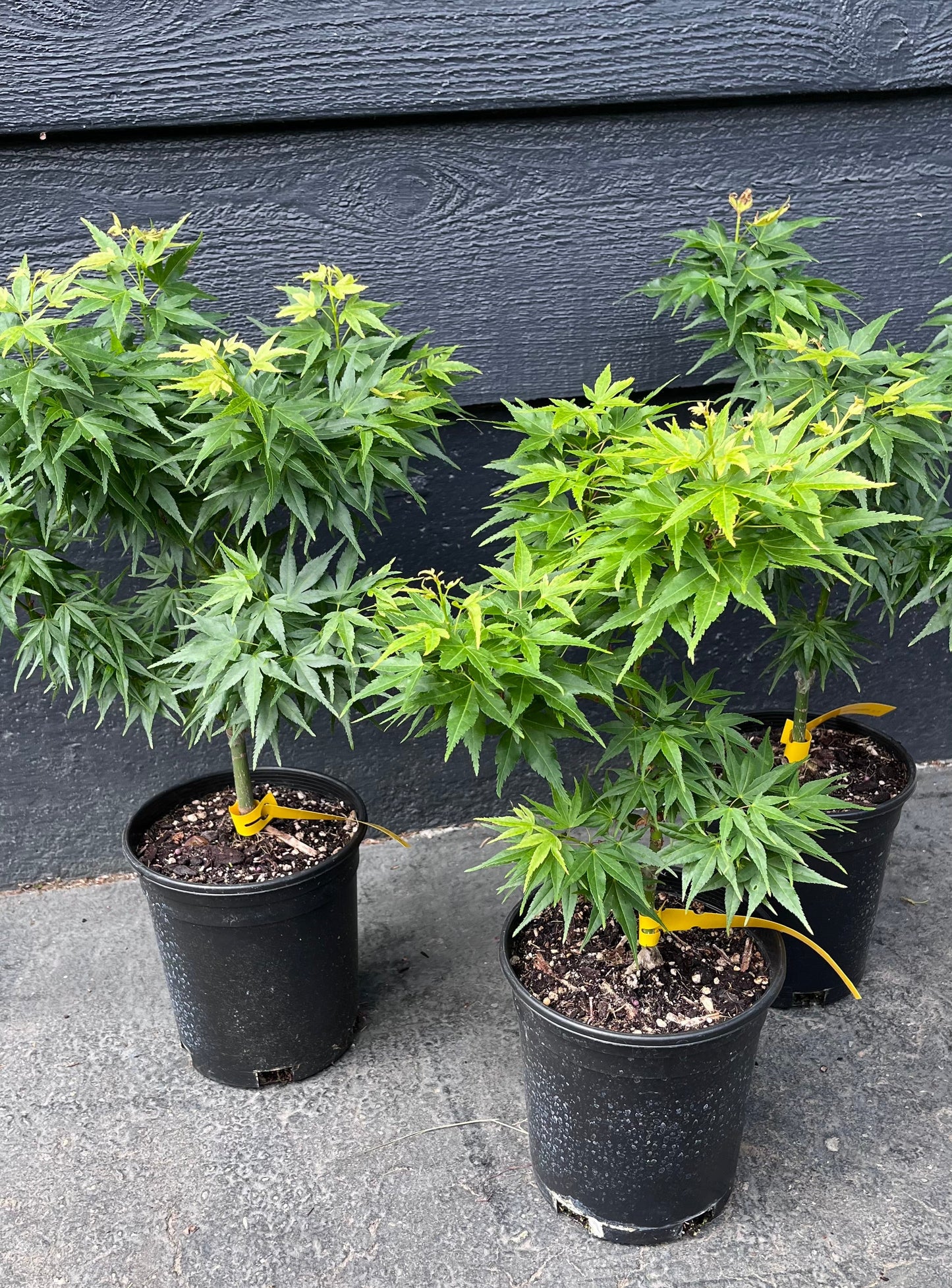 Mikawa Kaen Rare Dwarf Japanese Maple, Mikawa Family Collection - Live Plant
