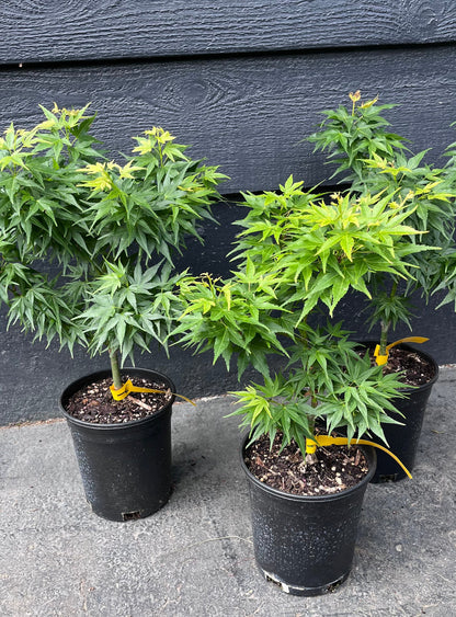 Mikawa Kaen Rare Dwarf Japanese Maple, Mikawa Family Collection - Live Plant