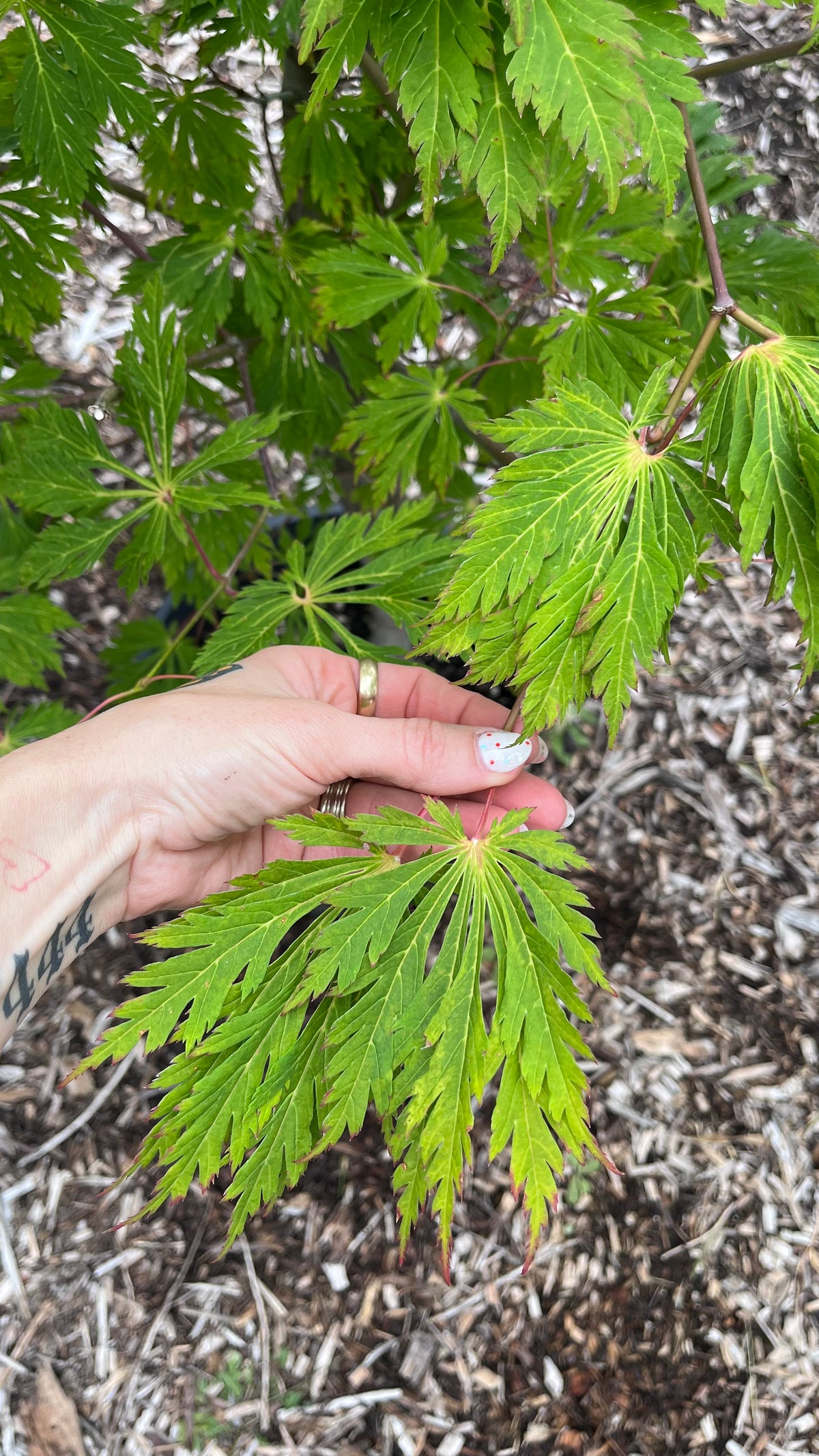 Aconitifolium Dancing Peacock Fern-Leaf Japanese Maple Acer Tree - Live Plant