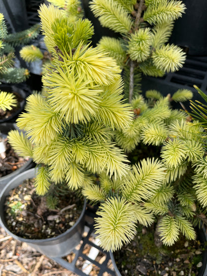 Gebelle's Golden Spring Picea Pungens, Rare Golden New Growth Blue Spruce - Live Plant