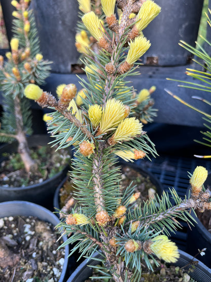 Gebelle's Golden Spring Picea Pungens, Rare Golden New Growth Blue Spruce - Live Plant