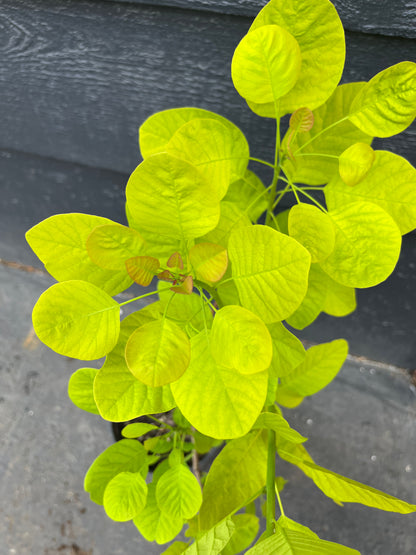 Ancot Golden Spirit Cotinus Coggygria Golden Smoke Bush Tree - Live Plant