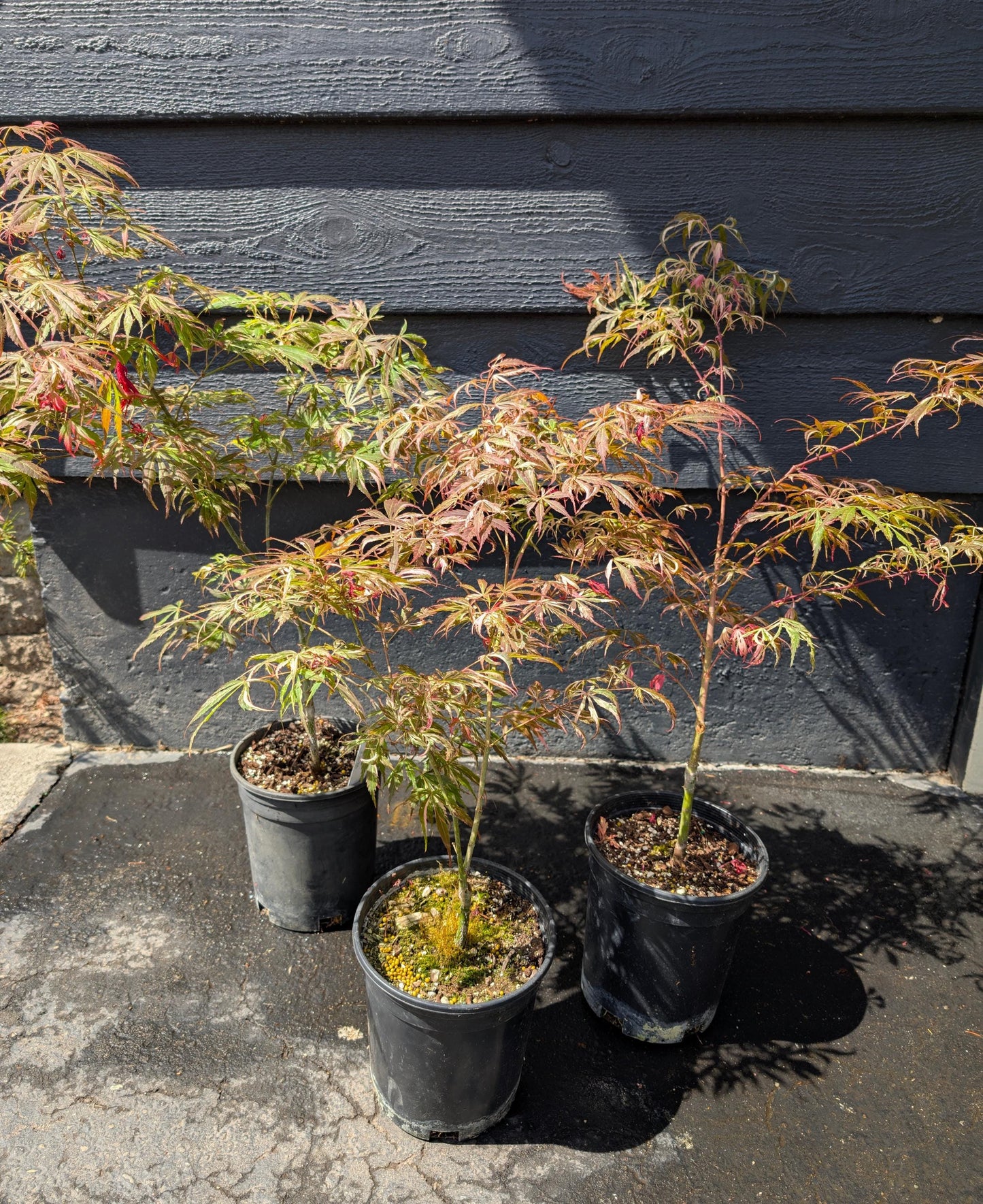 Lileeanne's Jewel Japanese Maple, Rare Variegated Acer Palmatum - Live Plant