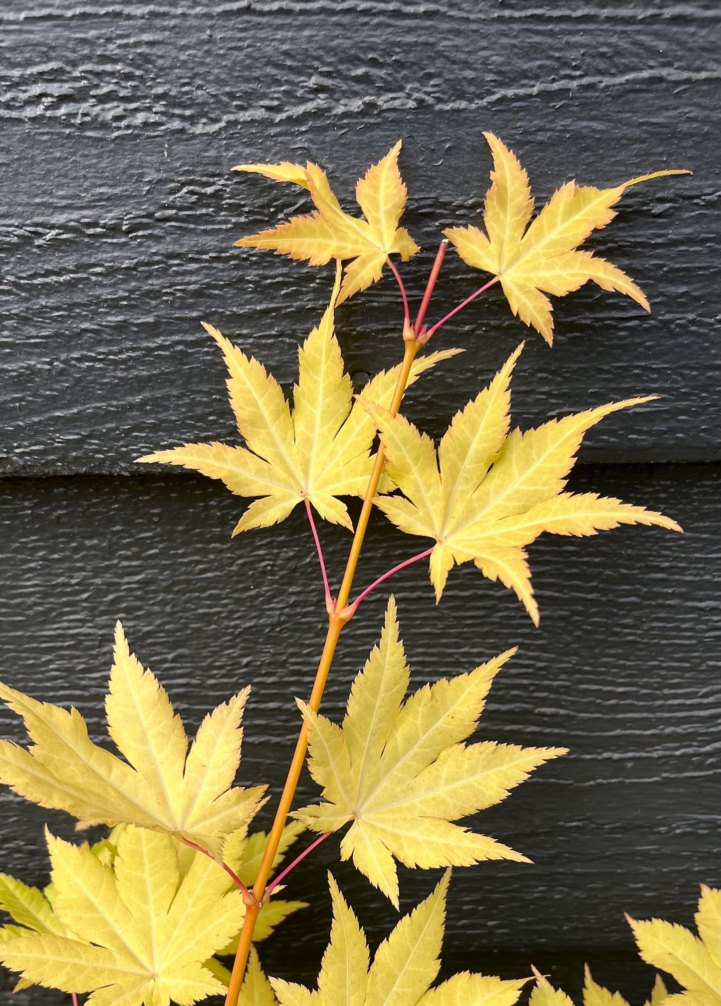 Sunny Dwarf Golden Full Moon Japanese Maple Tree - Live Plant