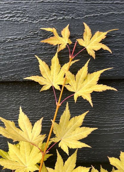 Sunny Dwarf Golden Full Moon Japanese Maple Tree - Live Plant