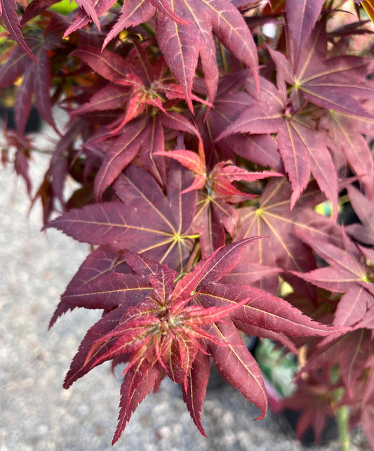 Kurenai Jishi Japanese Maple, Rare Red Lion's Head Acer Palmatum - Live Plant