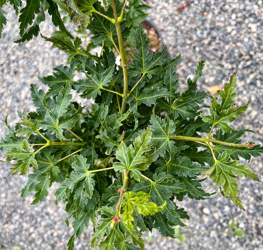 Ojishi Rare Dwarf Japanese Maple, Male Lion Tree Counterpart To Shishigashira - Live Plant