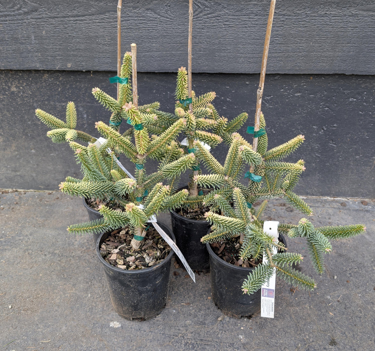 Aurea Golden Spanish Fir Abies Pinsapo, Rare Evergreen Collector Conifer - Live Plant