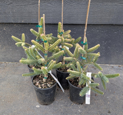 Aurea Golden Spanish Fir Abies Pinsapo, Rare Evergreen Collector Conifer - Live Plant