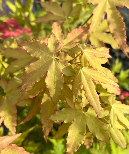 Hot Blonde Japanese Maple, Rare Acer Oliverianum Heat Tolerant - Live Plant