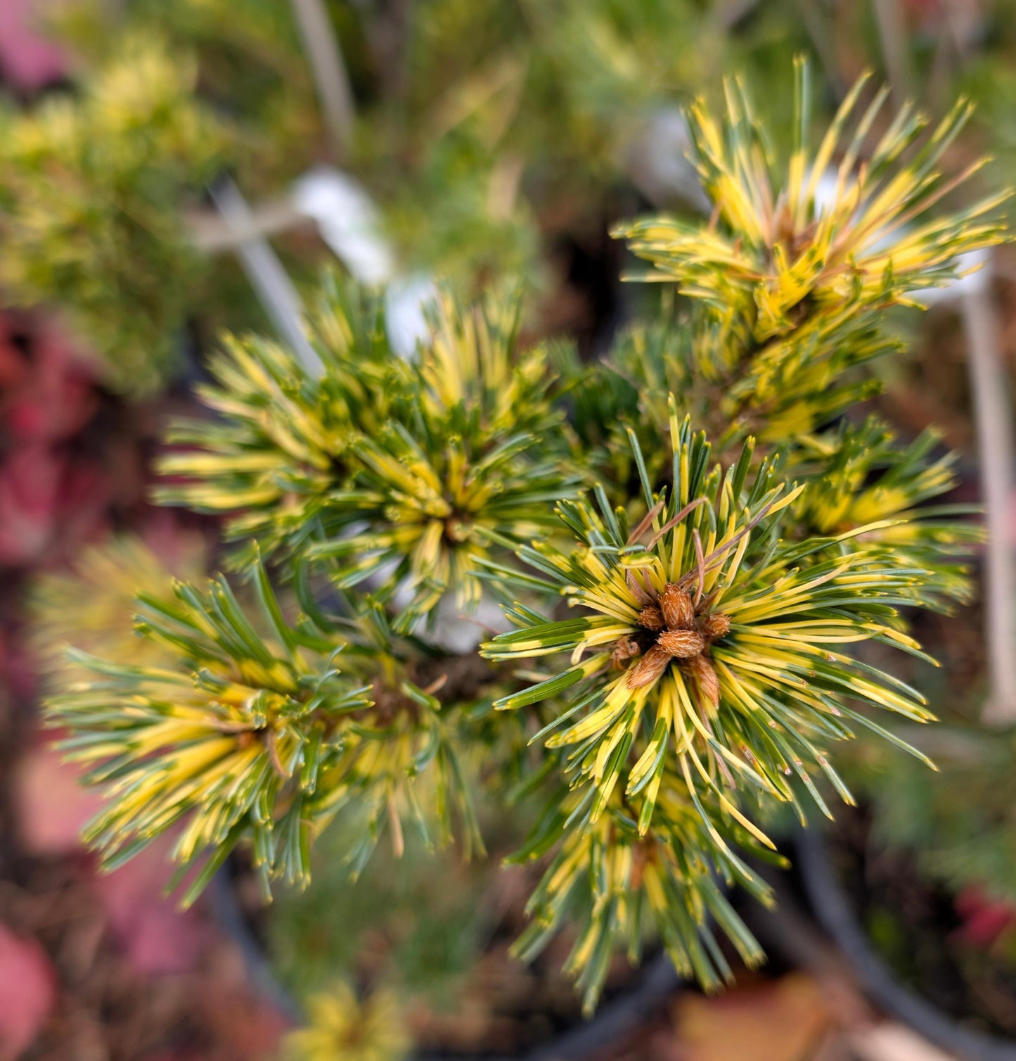 Ogon-Janome Japanese White Pine, Rare Dwarf Variegated Pinus Parviflora - Live Plant