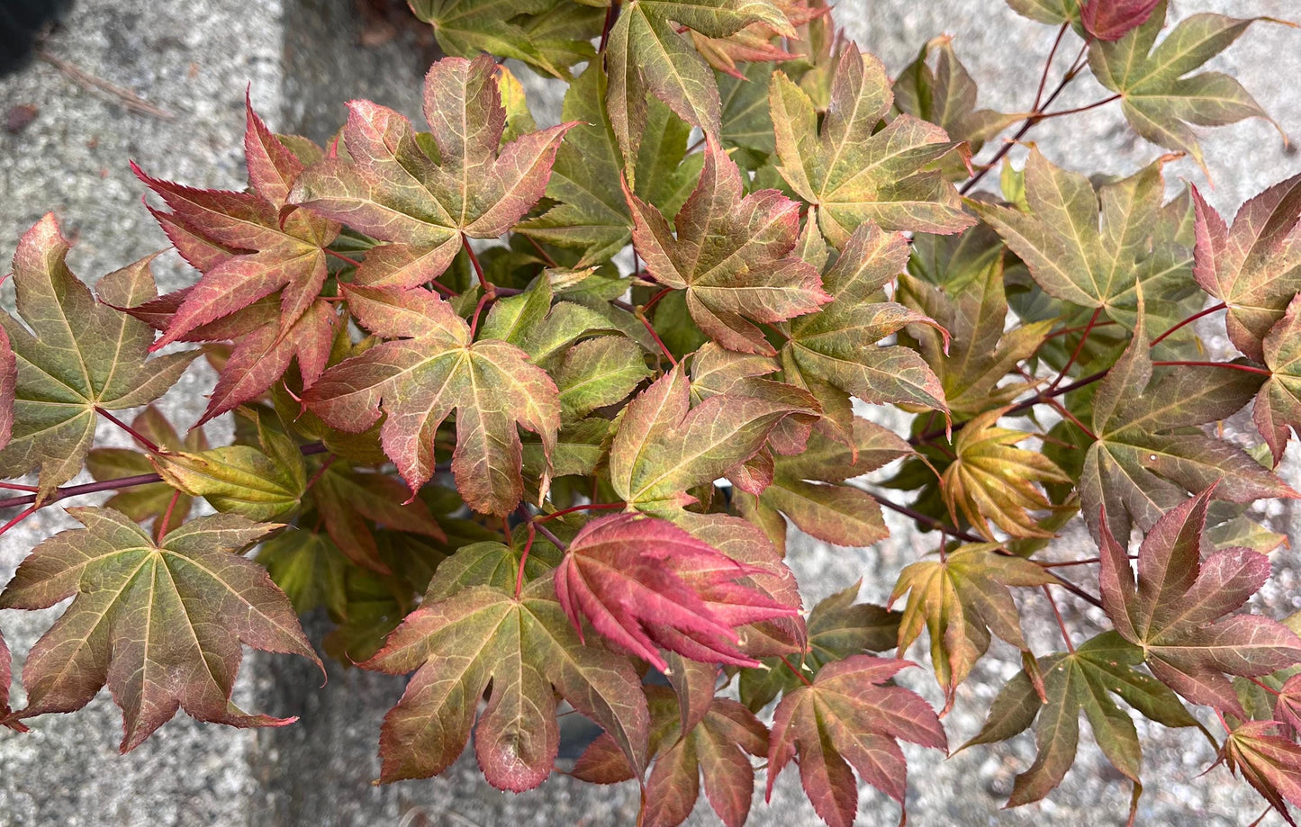 Ruslyn In The Pink Japanese Maple, Dwarf Compact Ornamental Acer Palmatum - Live Plant