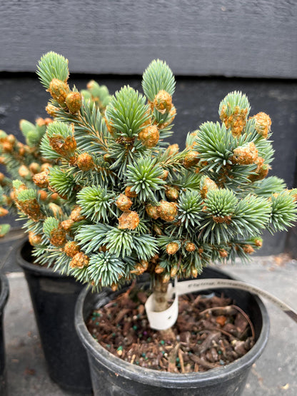 Blue Pearl Rare Dwarf Colorado Blue Spruce, Miniature Collector Conifer - Live Plant
