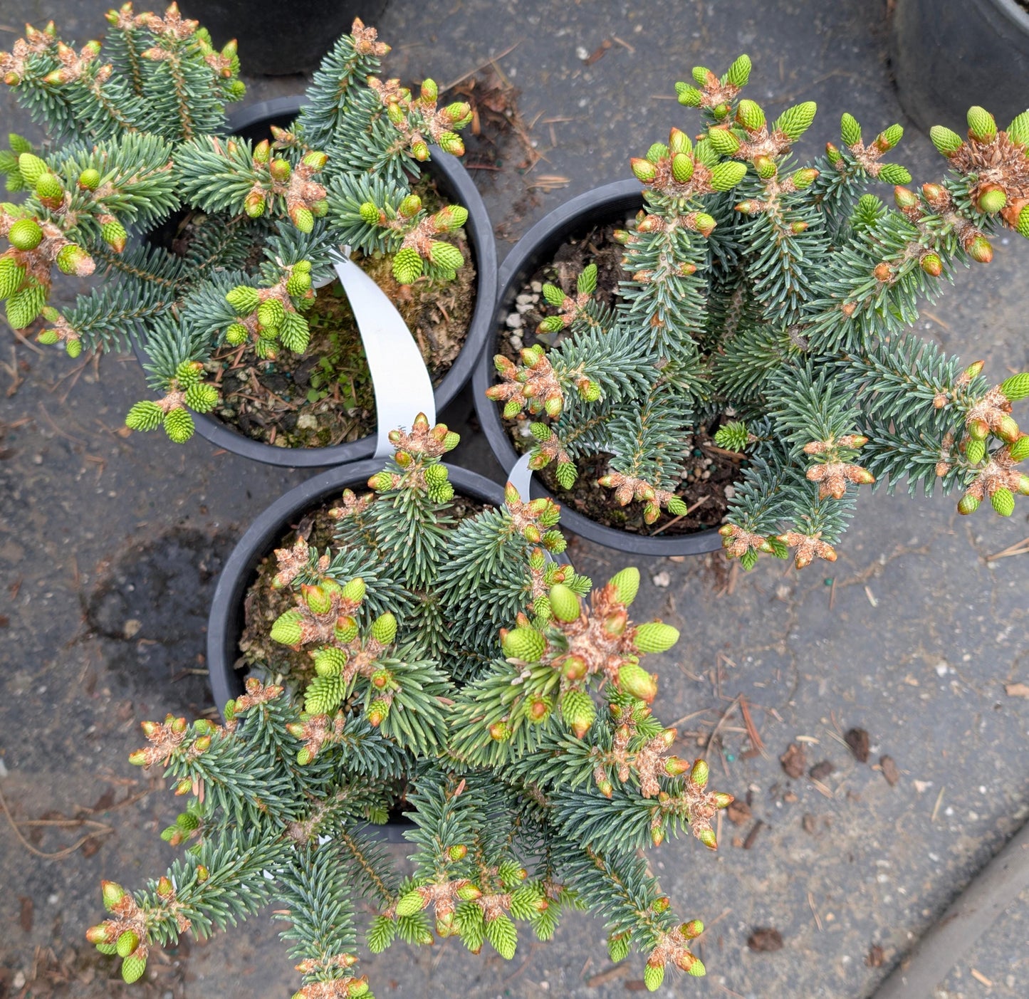 Horstmann Dwarf Blue Spanish Fir, Rare Collector Conifer Tree - Live Plant