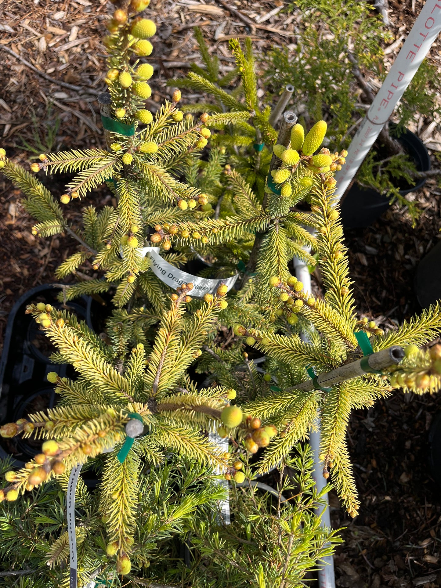 Aureovariegata Variegated Golden Black Hills Spruce Conifer Tree - Live Plant